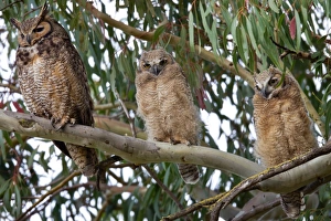 <b class=qtipBold><figcaption>Great-horned Owl</figcaption></b><br>Great-horned Owl sitting on branch.<br><em>© Phoo Chan</em> Great-horned Owl