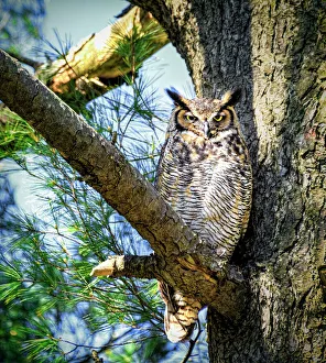 Great Horned Owl Comfortably Perched in Tree and Looking at Camera Great Horned Owl Comfortably Perched in Tree and Looking at Camera