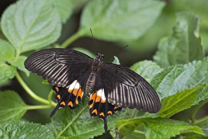 Great Mormon -Papilio memnon-, native to Indonesia, butterfly house, Forgaria nel Friuli Great Mormon -Papilio memnon-, native to Indonesia, butterfly house, Forgaria nel Friuli