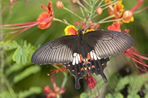 Great mormon -Papilio memnon-, tropical butterfly, Phuket, Thailand, Southeast Asia, Asia Great mormon -Papilio memnon-, tropical butterfly, Phuket, Thailand, Southeast Asia, Asia