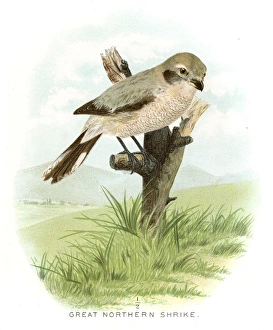 Great northern shrike lithograph 1897