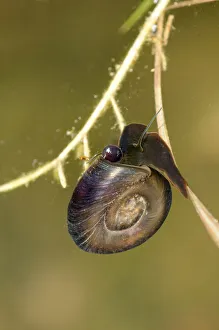 Great Ramshorn Snail -Planorbarius corneus-, with a tube-like organ visible on the left Great Ramshorn Snail -Planorbarius corneus-, with a tube-like organ visible on the left