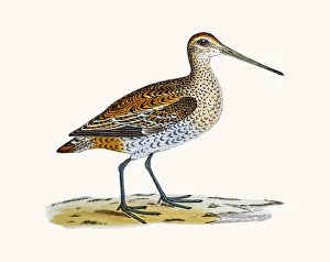 <b class=qtipBold><figcaption>Great snipe bird</figcaption></b><br>A photograph of an original hand-colored engraving from The History of British Birds by Morris published in 1853-1891.<br><em>© mashuk</em> Great snipe bird