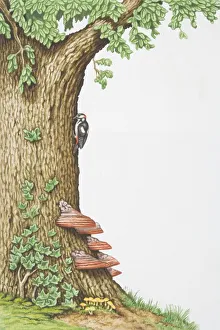 Great Spotted Woodpecker (Dendrocopos major) clinging to side of oak tree trunk overgrown Great Spotted Woodpecker (Dendrocopos major) clinging to side of oak tree trunk overgrown