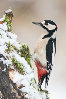 Great Spotted Woodpecker (Dendrocopos major), on snow-covered deadwood, Hesse, Germany Great Spotted Woodpecker (Dendrocopos major), on snow-covered deadwood, Hesse, Germany