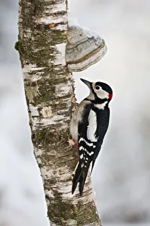 Great Spotted Woodpecker -Dendrocopos major- on a tree with tree mushrooms, near Lake Federsee, Baden-Wuerttemberg Great Spotted Woodpecker -Dendrocopos major- on a tree with tree mushrooms, near Lake Federsee, Baden-Wuerttemberg