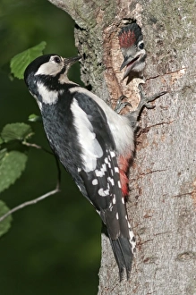 Great Spotted Woodpecker -Picoides major-, female feeding young birds at a nesting hole Great Spotted Woodpecker -Picoides major-, female feeding young birds at a nesting hole