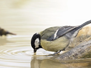 Great Tit (Parus major), adult , drinking from a water puddle in summer . Spain, Europe Great Tit (Parus major), adult , drinking from a water puddle in summer . Spain, Europe