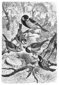 Great tit, Parus major, Eurasian blue tit, Cyanistes caeruleus, European crested tit Great tit, Parus major, Eurasian blue tit, Cyanistes caeruleus, European crested tit