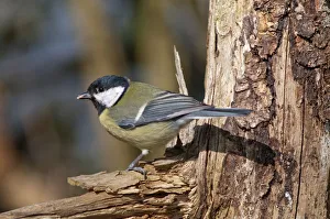 Great Tit -Parus major-, foraging for food, Untergroningen, Abtsgmuend, Baden-Wurttemberg Great Tit -Parus major-, foraging for food, Untergroningen, Abtsgmuend, Baden-Wurttemberg