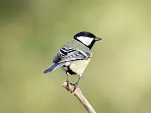 Songbird Gallery: Great Tit, (Parus major, standing on a branch. Spain, Europe