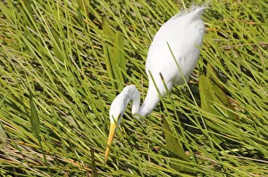 Great white egret, Ardea alba, stalking prey. Everglades National Park, Florida, USA Great white egret, Ardea alba, stalking prey. Everglades National Park, Florida, USA