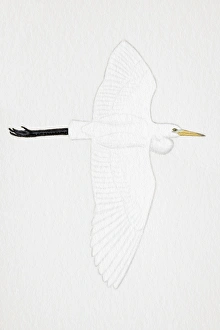 Great White Egret (Egretta alba), also known as White Heron, Common Egret, adult Great White Egret (Egretta alba), also known as White Heron, Common Egret, adult