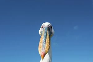 Great White Pelican -Pelecanus onocrotalus-, portrait, Walvis Bay, Namibia