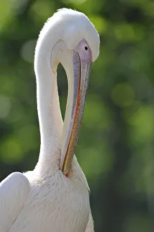 Great White Pelican -Pelecanus onocrotalus-, preening Great White Pelican -Pelecanus onocrotalus-, preening