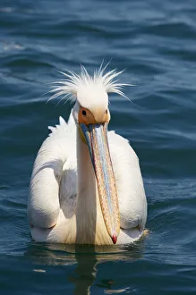 Great White Pelican (Pelecanus onocrotalus) Great White Pelican (Pelecanus onocrotalus)