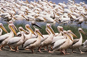 Great white pelicans walking in one direction, others swimming in lake