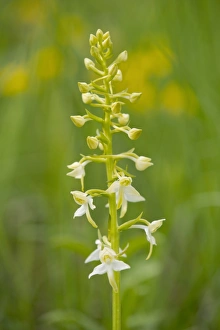 Greater Butterfly Orchid -Platanthera chlorantha-, flowering, Thuringia, Germany Greater Butterfly Orchid -Platanthera chlorantha-, flowering, Thuringia, Germany