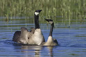 Images Dated 30th April 2009: Greater Canada geese (Branta canadensis) swimming, Oregon, USA