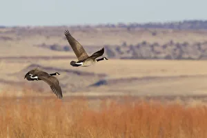 Greater Canada goose (Branta Canadensis) flying over autumn landscape Greater Canada goose (Branta Canadensis) flying over autumn landscape