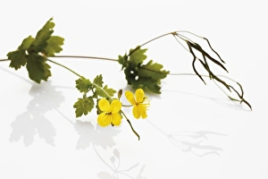 Greater Celandine or Tetterwort (Chelidonium majus), medicinal plant Greater Celandine or Tetterwort (Chelidonium majus), medicinal plant