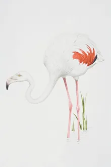 Greater Flamingo (Phoenicopterus ruber), white feathered body with pink feather detail Greater Flamingo (Phoenicopterus ruber), white feathered body with pink feather detail