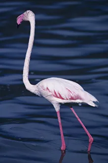 Greater flamingo (Phoenicopterus ruber) paddling in water, Lake Bogoria, Kenya Greater flamingo (Phoenicopterus ruber) paddling in water, Lake Bogoria, Kenya