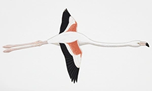Greater Flamingo (Phoenicopterus ruber), adult Greater Flamingo (Phoenicopterus ruber), adult