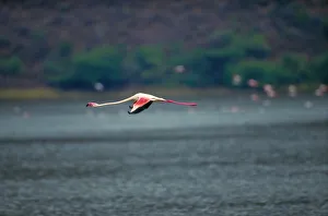 Greater flamingo (Phoenicopterus ruber) in flight Greater flamingo (Phoenicopterus ruber) in flight