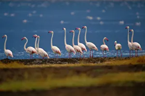 Greater flamingo (Phoenicopterus ruber) beside water Greater flamingo (Phoenicopterus ruber) beside water