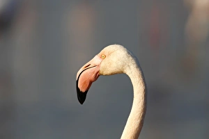 Greater Flamingoes -Phoenicopterus roseus-, portrait, Camargue, France, Europe Greater Flamingoes -Phoenicopterus roseus-, portrait, Camargue, France, Europe