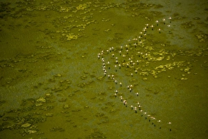 Greater Flamingos -Phoenicopterus roseus-, flock in flight over over a stretch of water at low tide Greater Flamingos -Phoenicopterus roseus-, flock in flight over over a stretch of water at low tide