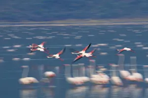Greater flamingos (Phoenicopterus ruber) in flight Greater flamingos (Phoenicopterus ruber) in flight