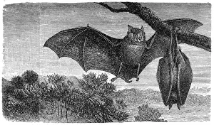Greater Horseshoe Bat (Rhinolophus ferrumequinum) Greater Horseshoe Bat (Rhinolophus ferrumequinum)