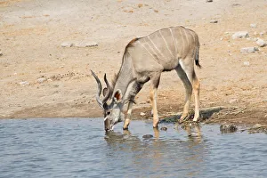 Greater Kudu -Tragelaphus strepsiceros- drinking at a waterhole, Etosha National Park Greater Kudu -Tragelaphus strepsiceros- drinking at a waterhole, Etosha National Park