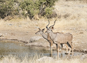 Greater Kudus -Tragelaphus strepsiceros-, Koinachas water hole, Etosha National Park Greater Kudus -Tragelaphus strepsiceros-, Koinachas water hole, Etosha National Park