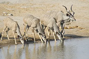 Greater Kudus -Tragelaphus strepsiceros- drinking at a waterhole, Etosha National Park Greater Kudus -Tragelaphus strepsiceros- drinking at a waterhole, Etosha National Park