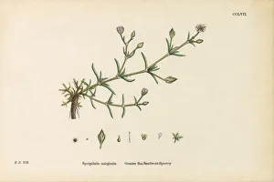 Greater Sea Sandwort, Spergularia marginata, Victorian Botanical Illustration, 1863 Greater Sea Sandwort, Spergularia marginata, Victorian Botanical Illustration, 1863