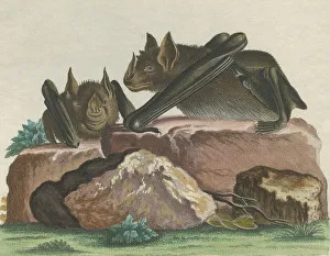 Phyllostomidae Gallery: Greater Spear-nosed Bat Collection