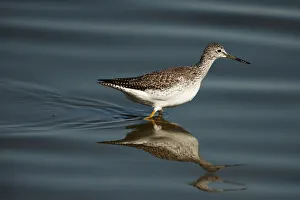 Sandpipers Gallery: 