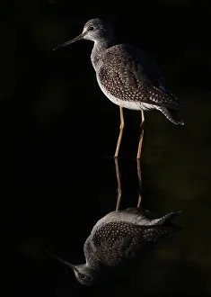 <b class=qtipBold><figcaption>Greater Yellowlegs reflects</figcaption></b><br>It was getting late in the evening and while the sun was setting I managed to get a perfect reflection of this Greater yellowlegs.<br><em>© Jim Cumming</em> Greater Yellowlegs reflects