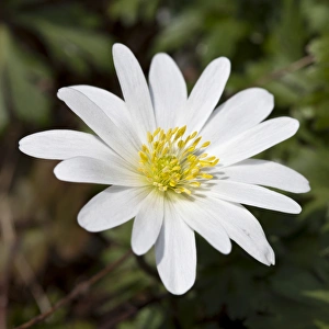 Grecian Windflower -Anemone blanda White Splendour'- Grecian Windflower -Anemone blanda White Splendour'-