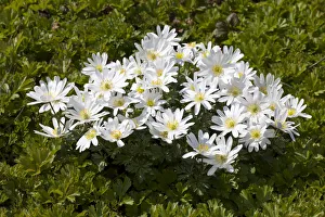 Grecian Windflowers -Anemone blanda White Splendour'- Grecian Windflowers -Anemone blanda White Splendour'-