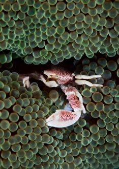 <b class=qtipBold><figcaption>On Green</figcaption></b><br>Proclein crab on green anemone. Underwater close-up.<br><em>© Andrey Narchuk</em> On Green