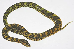 Green Anaconda (Eunectes murinus) with pattern of black oval patches Green Anaconda (Eunectes murinus) with pattern of black oval patches