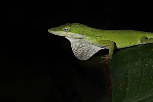 <b class=qtipBold><figcaption>Green Anole</figcaption></b><br>Green Anole against black background.<br><em>© Jim Cumming</em> Green Anole