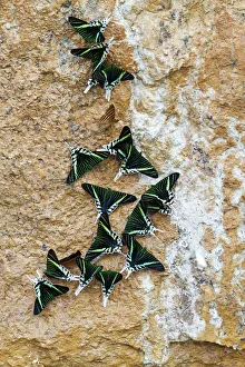 Green-banded Urania Moths -Urania leilus- sucking mineral-rich water from the wet ground Green-banded Urania Moths -Urania leilus- sucking mineral-rich water from the wet ground