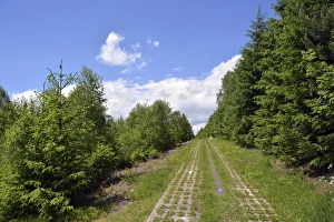Green Belt, former inner-German border patrol path with the overgrown death strip, Rennsteig, Lehesten, Thuringia Green Belt, former inner-German border patrol path with the overgrown death strip, Rennsteig, Lehesten, Thuringia
