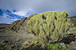Green bush survives in harsh alpine zone landscape around Moir Huts campsite, Mount Kilimanjaro Green bush survives in harsh alpine zone landscape around Moir Huts campsite, Mount Kilimanjaro