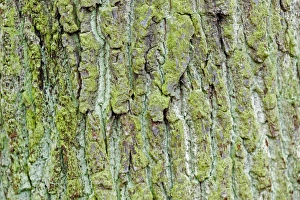 Green coloured bark, Stuttgart, Baden-Wuerttemberg, Germany, Europe Green coloured bark, Stuttgart, Baden-Wuerttemberg, Germany, Europe
